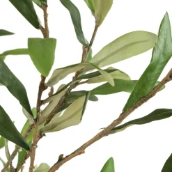 Mor Furniture Plants|Abundance Olive Tree Plant