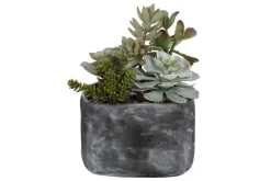 Mor Furniture Plants|Alverio Succulents
