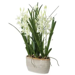 Mor Furniture Plants|Ariana Orchid Plant