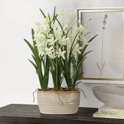 Mor Furniture Plants|Ariana Orchid Plant