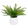 Mor Furniture Plants|Boston Fern Plant