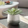 Mor Furniture Plants|Dudleya Succulent In Green