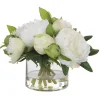 Mor Furniture Plants|Garden Peony Plant
