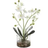 Mor Furniture Plants|Glory Orchid