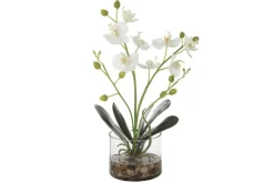 Mor Furniture Plants|Glory Orchid