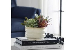 Mor Furniture Plants|Mesa Succulent