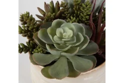Mor Furniture Plants|Mesa Succulent