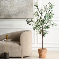 Mor Furniture Plants|Olea Olive Fruit Tree Plant