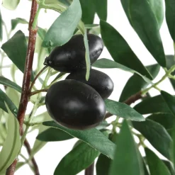 Mor Furniture Plants|Olea Olive Fruit Tree Plant