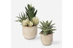 Mor Furniture Plants|Seaside Succulents, Set Of 2