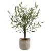 Mor Furniture Plants|Solea Olive Tree